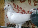 mascul,simi.2010.
