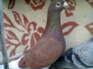 femela,v.2011.