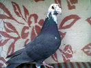femela,v.vinduta.