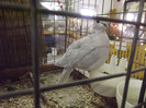 DSCF4037