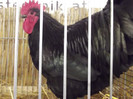 DSCF4069