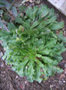 Campanula medium 24.11.2012