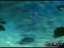 Disney Channel Special Look - Finding Nemo 3D 0156