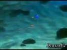 Disney Channel Special Look - Finding Nemo 3D 0158