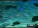 Disney Channel Special Look - Finding Nemo 3D 0159