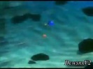 Disney Channel Special Look - Finding Nemo 3D 0160