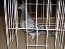 0448410-11 DEMIFOND TINERET