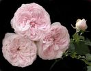 Claire~Rose