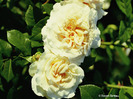 Edelrose-Comtessa   clm