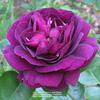 Purple Eden(Ebb Tide)  sunph