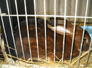 CASTOR   REX