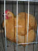 DSCN3565