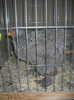 DSCN3578