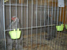 BRAHMA  HERMINAT INCHIS