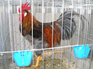 DSCN3632