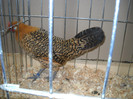DSCN3663