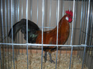 DSCN3664