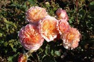 Rosa-Andre-Turcat