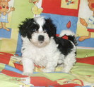 Bichon Havanese