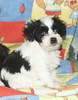 Bichon Havanese
