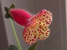 Kohleria Ingrid (ni)