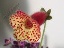 Kohleria Ingrid  (ni)
