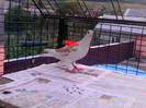 PTDC0177