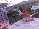PTDC0179