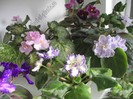 Violete africane - Saintpaulia