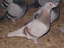 femela-01-0033446