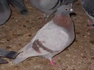 mascul-2012-