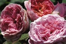 Amandine Chanel