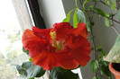 hibiscus Hot Ticket