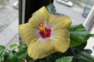 hibiscus Greenie Meanie