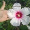 hibiscus