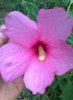 hibiscus roz
