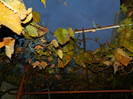 DSCN2119