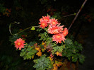 DSCN2129