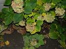 DSCN2155