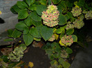 DSCN2160
