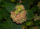DSCN2161