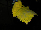 DSCN2165
