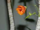 DSCN2184