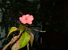 DSCN2204