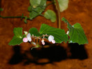 DSCN2206