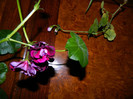 DSCN2209
