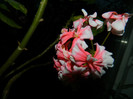 DSCN2210