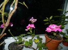DSCN2211