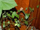 DSCN2215