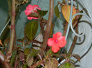DSCN2224